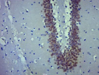 神经元核抗原抗体NeuN