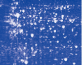 StarSignal Western Protein Marker（ 10-200 kDa）