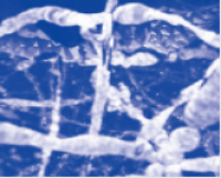 StarRNA Tissue Stabilizer