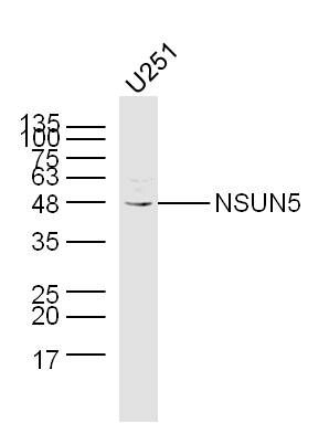 NSUN5甲基转移酶NSUN5抗体