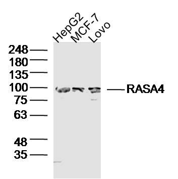 RASA4 GTP酶激活蛋白样RASA4抗体