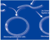 EZ-T Simple Zero pTOPO Cloning Kit