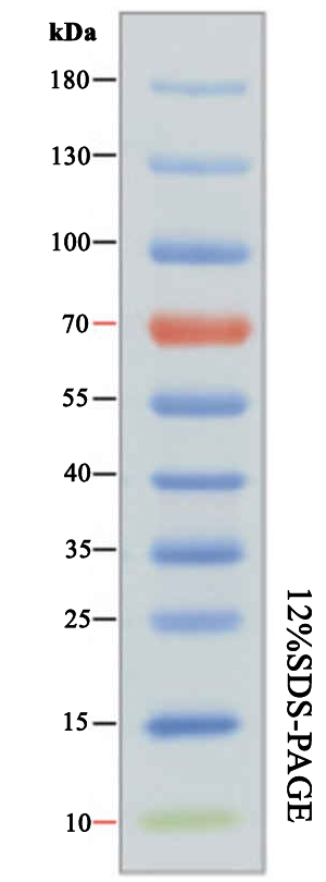 蓝色预染蛋白质Marker（宽）