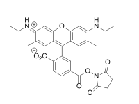 6-CR,6G,SE;6-Carboxyrhodamine 6G Succinimidyl Ester