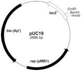 选质粒，还是有点技术含量的
