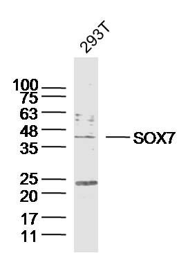 SOX7转录因子SOX7抗体