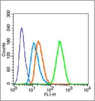 Caspase-1 P10天冬氨酸-胱氨酸特异性蛋白酶家族抗体