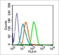 Phospho-BRCA1 (Ser1466)磷酸化乳腺癌易感基因1抗体