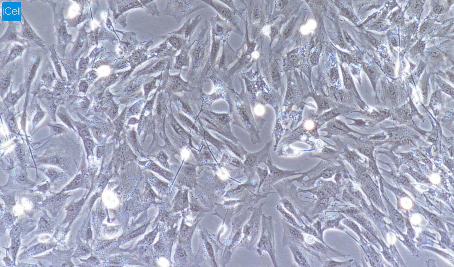 大鼠小肠平滑肌细胞/免疫荧光鉴定/镜像绮点（Cellverse）