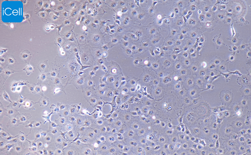 COS7 非洲绿猴肾细胞 SV40转化/镜像绮点（Cellverse）