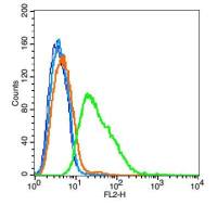 BTN2A1嗜乳脂蛋白2亚型A1抗体