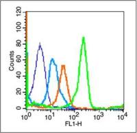 CXCR4细胞表面趋化因子受体4抗体