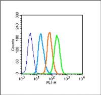 Leptin receptor瘦素受体抗体