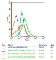 LOX 1凝集素样氧化型低密度脂蛋白受体抗体
