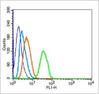 HAVCR1/KIM1/TIM1甲型肝炎病毒细胞受体1抗体