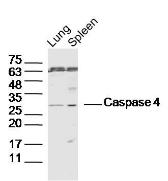 Caspase 4半胱胺酸蛋白酶蛋白-4抗体