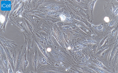 H9C2 大鼠心肌细胞