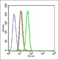 MMP-2基质金属蛋白酶2抗体
