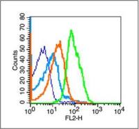 TERT端粒酶逆转录酶抗体