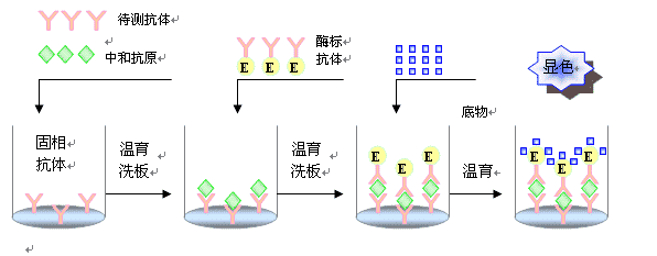 磷酸化髓鞘转录因子1激酶抗体