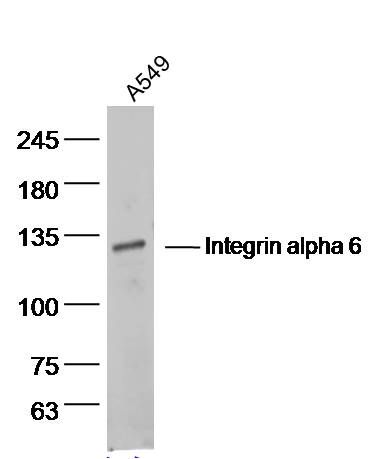 Integrin alpha 6整合素α6抗体