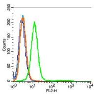IL-1R2白介素1受体2抗体