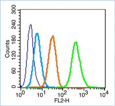 phospho-IRS1  (Ser307)磷酸化胰岛素受体底物p-IRS-1/2抗体 