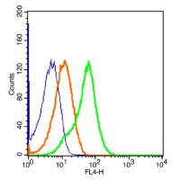 IL18R Beta白细胞介素-18受体β链抗体