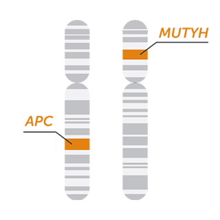 FAP MASTR 家族性腺瘤息肉病二代测序基因组合