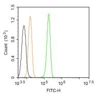 LAMP3溶酶体相关膜蛋白3抗体