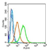 CCR5细胞表面趋化因子受体5抗体