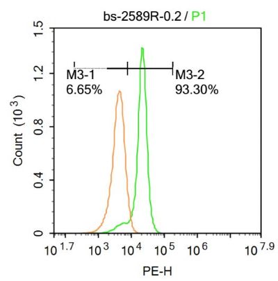 P450 1A2细胞色素P450 1A2抗体