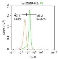 P450 1A2细胞色素P450 1A2抗体