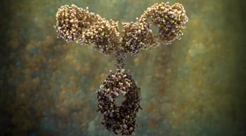 卡波西氏肉瘤疱疹潜伏核抗原相互作用蛋白1抗体