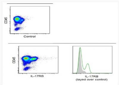 IL17RB白介素-17B受体抗体