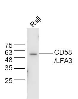 CD58/LFA3淋巴细胞功能相关抗原-3抗体