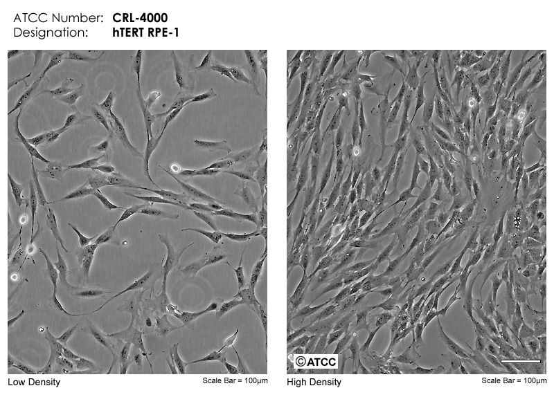 ATCC 细胞 人永生化视网膜上皮细胞hTERT RPE-1 