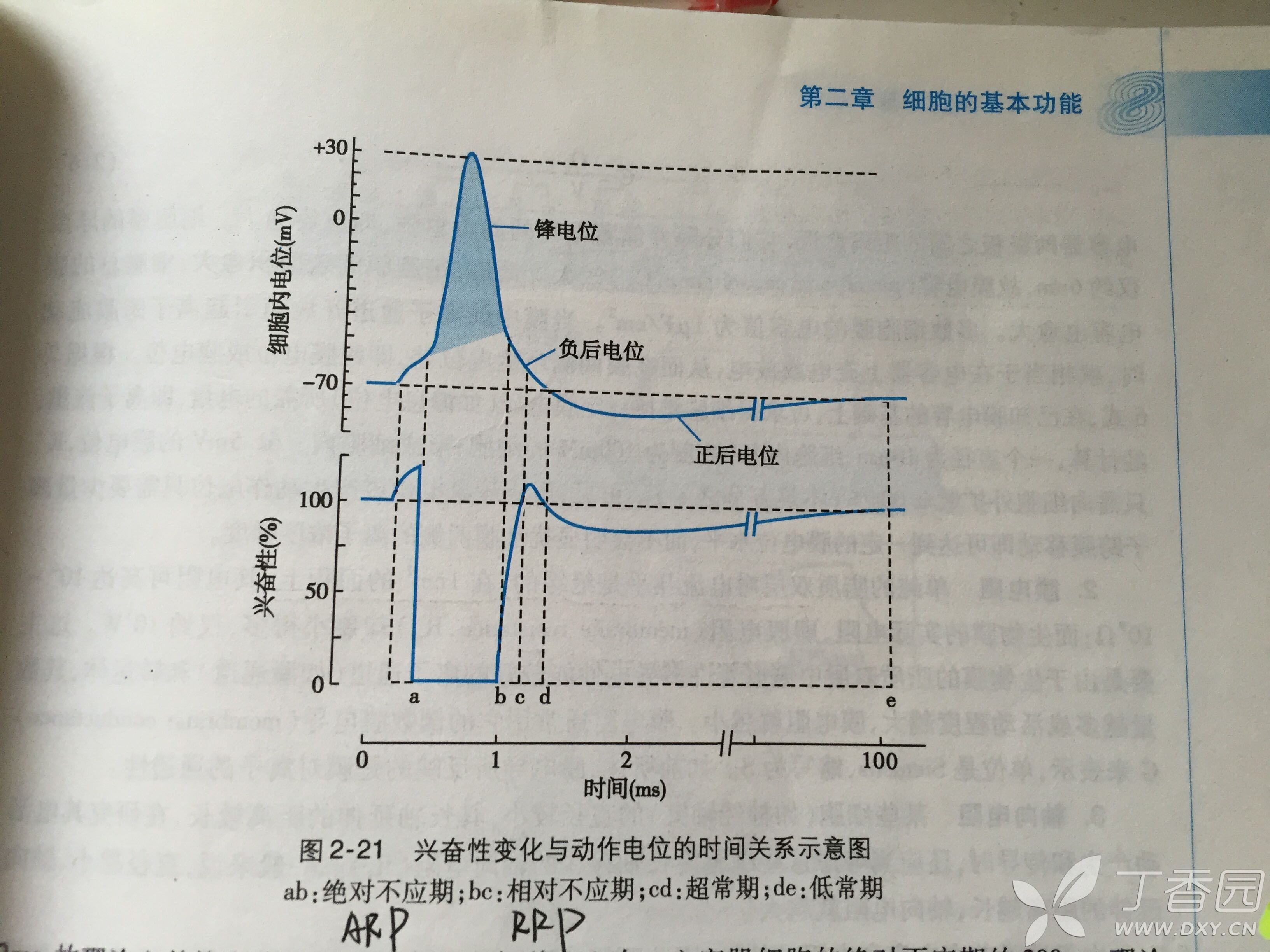 关于兴奋性四个时期的个人拙解