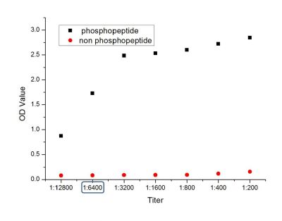 Phospho-FoxO1 (Ser256)磷酸化叉头蛋白家族1抗体