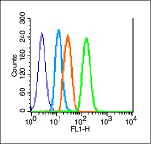 Phospho-EGFR (Tyr1138)磷酸化表皮生长因子受体抗体