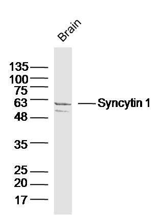 Syncytin 1合胞素1抗体