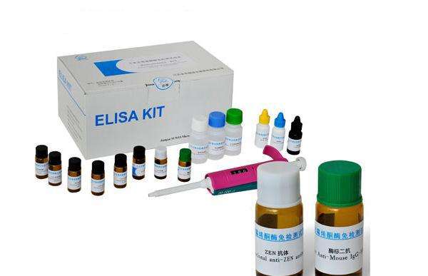 人睾酮(T)ELISA试剂盒