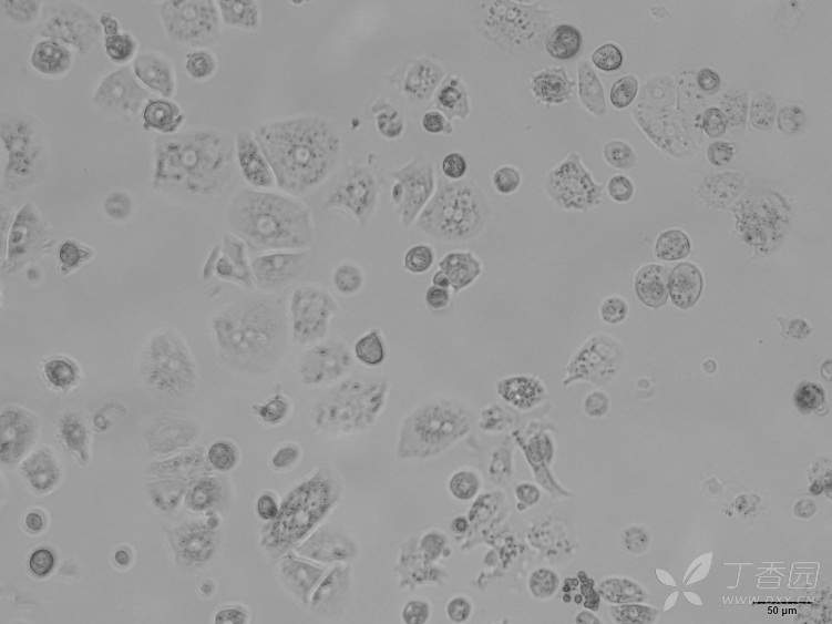 【求助】人正常肝细胞l02