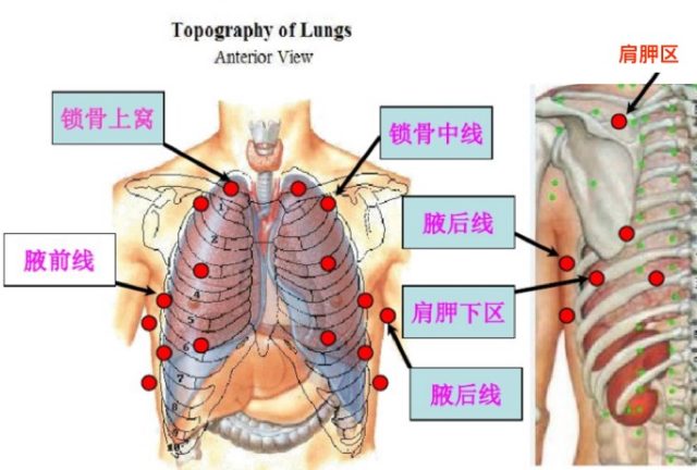 01心肺听诊(86分钟) 5 分钟速成！听诊进阶就看这篇