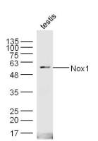 Nox1有丝分裂氧化酶1抗体
