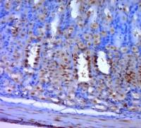 Caspase-7 p20半胱胺酸蛋白酶蛋白-7抗体