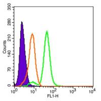 FPRL1脂氧素受体1抗体