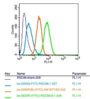 Synaptopodin突触足蛋白抗体