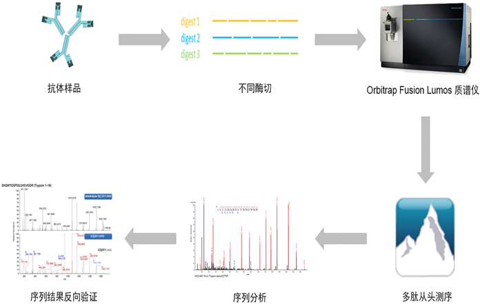 <暑期冰点价>从头测序（抗体+多肽+蛋白质）