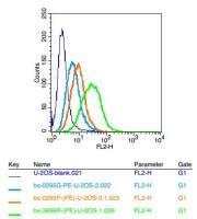 AF10髓系、淋巴、混合系白血病易位基因10抗体